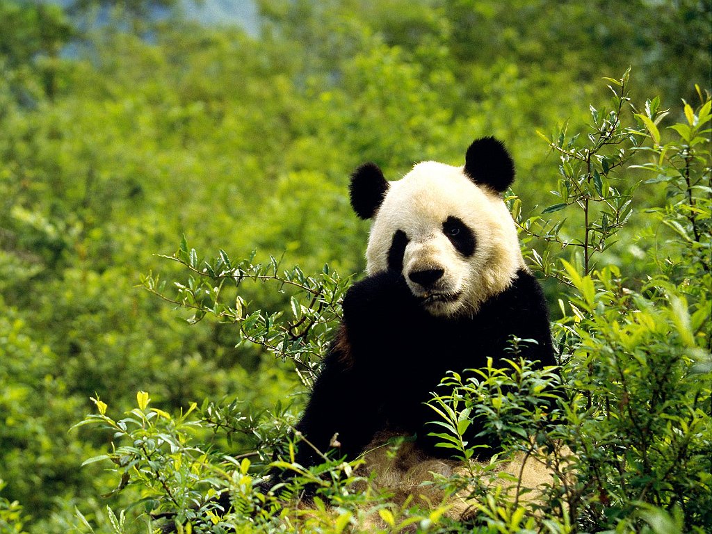 Giant Panda, Wolong Reserve, China